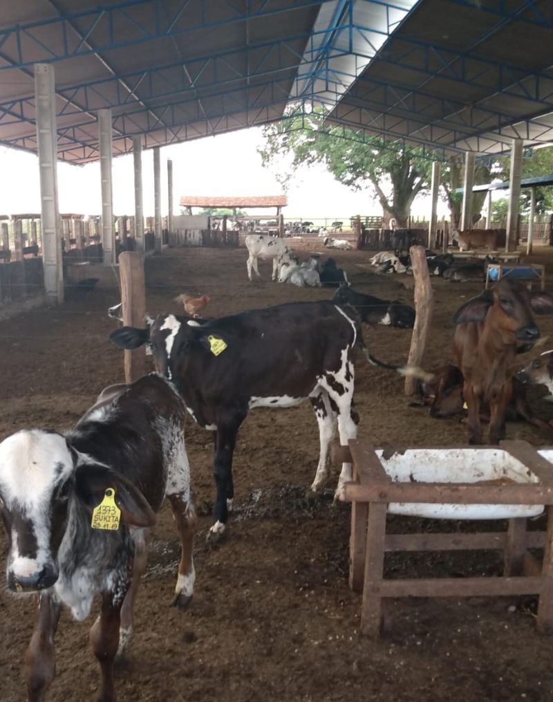 Vivência Rural na Fazenda